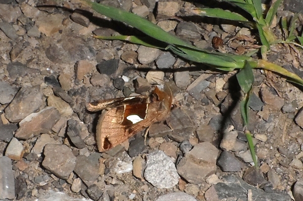 Autographa aemula, Noctuidae